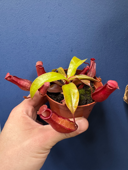 Nepenthes Alata (Ventrata x Alata) - Monkey Jugs