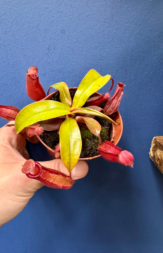 Nepenthes Alata (Ventrata x Alata) - Monkey Jugs
