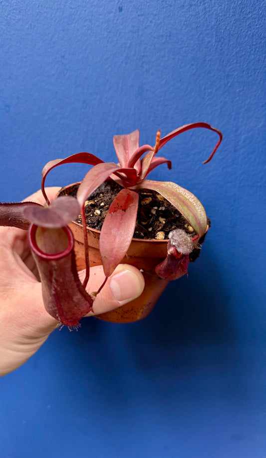 Nepenthes ‘Rebecca Soper’ - Monkey Jugs
