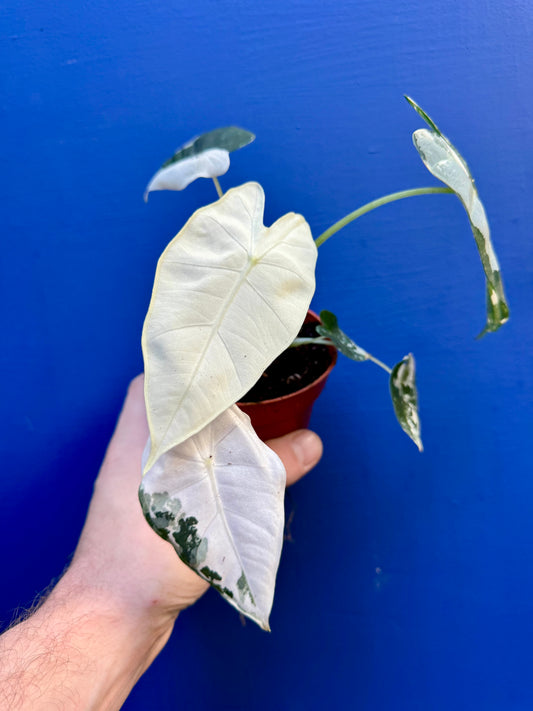 Alocasia Micholitziana Frydek Variegata - Frydek Albo Variegated