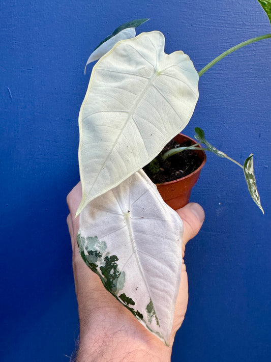 Alocasia Micholitziana Frydek Variegata - Frydek Albo Variegated