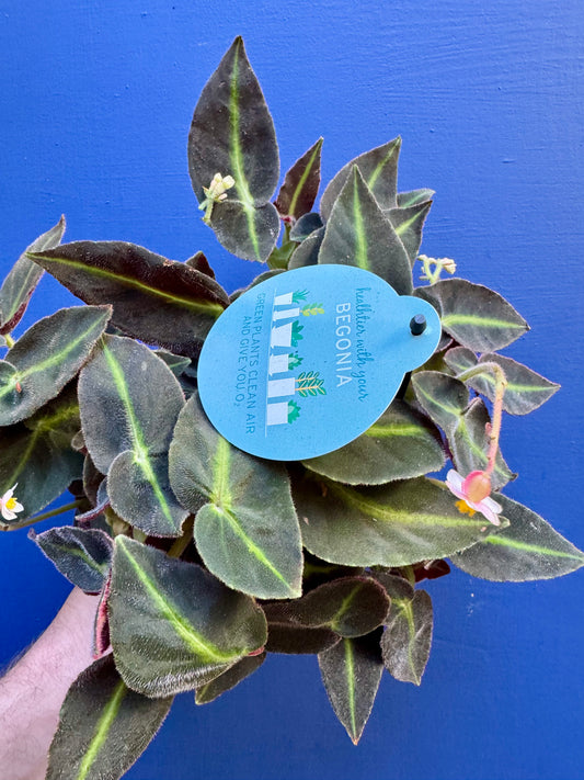 Begonia Listada - Velvet Striped Begonia