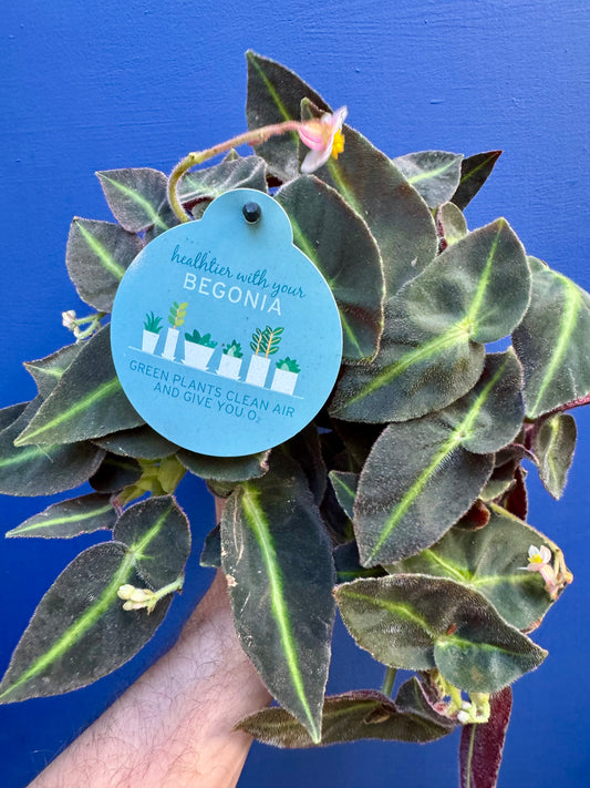 Begonia Listada - Velvet Striped Begonia
