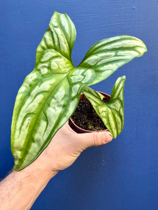 Cercestis Mirabilis - African Lace/Embossed Plant