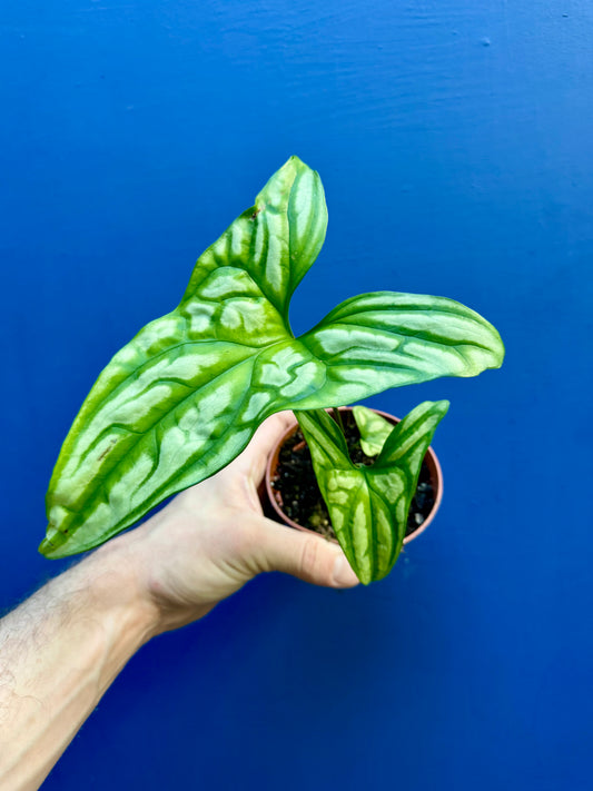 Cercestis Mirabilis - African Lace/Embossed Plant