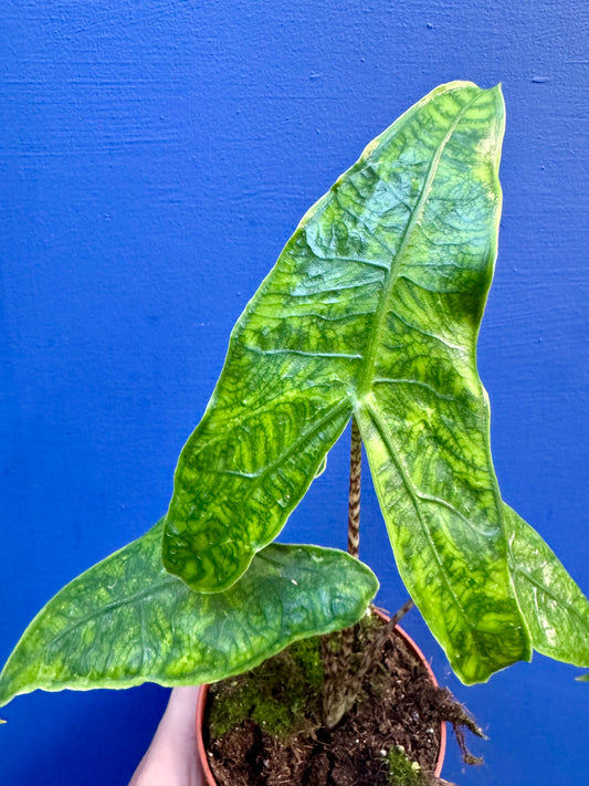 Alocasia Zebrina Reticulata