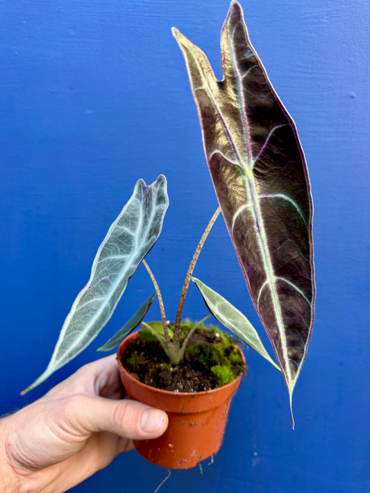 Alocasia Longiloba Purple