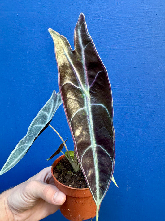 Alocasia Longiloba Purple