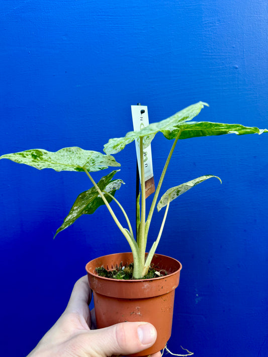 Alocasia Macrorrhizos Splash Variegated