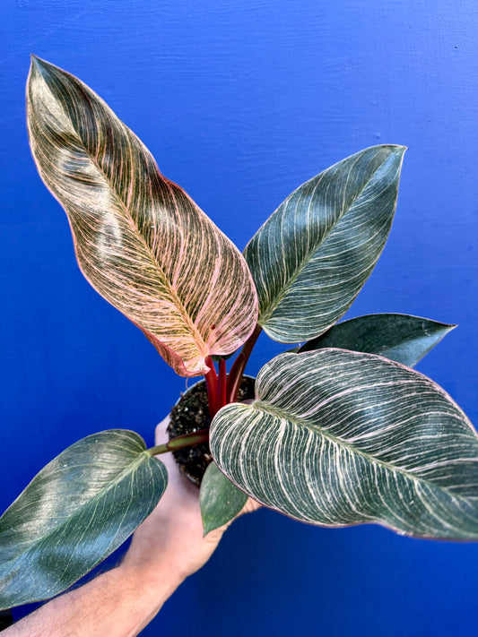 Philodendron Pink Bikini - Pink Birkin