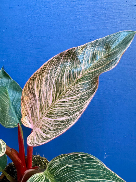 Philodendron Pink Bikini - Pink Birkin