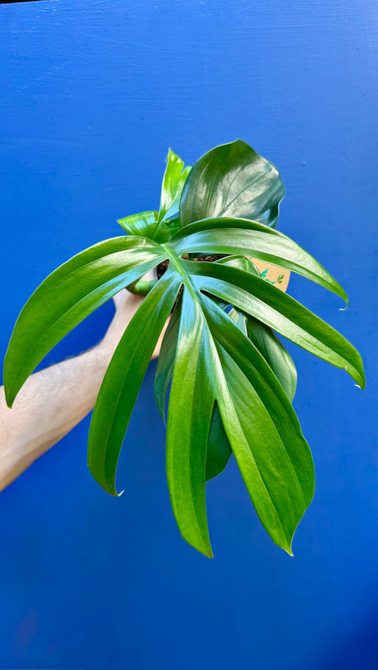 Rhaphidophora Decursiva - Dragon's Tail