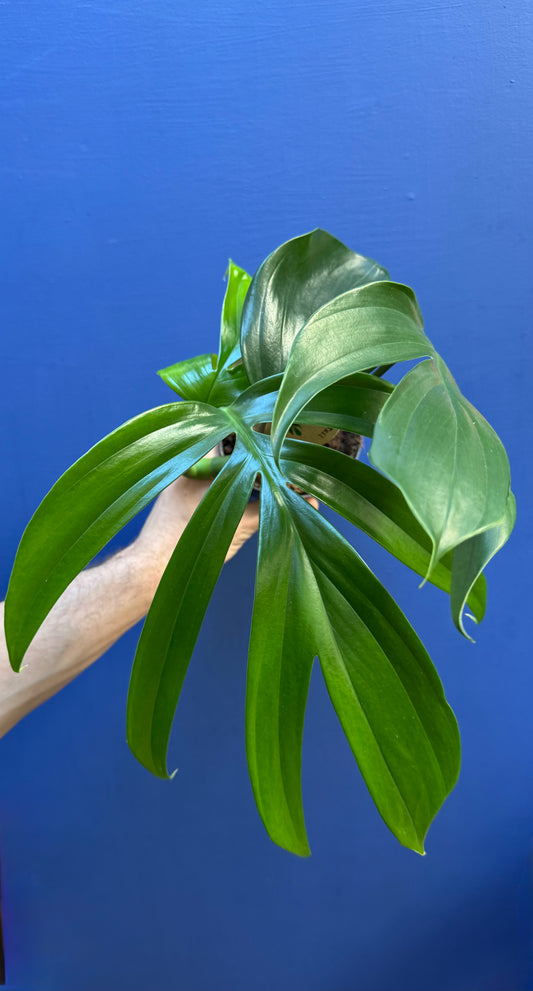 Rhaphidophora Decursiva - Dragon's Tail