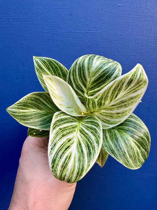 Philodendron Birkin Galaxy