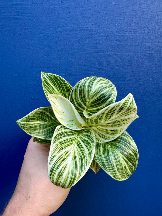 Philodendron Birkin Galaxy