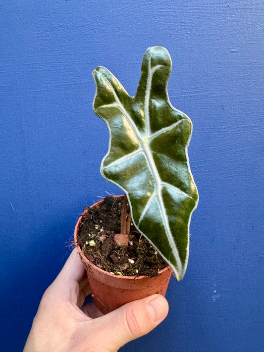 Alocasia Sanderiana - Nobilis