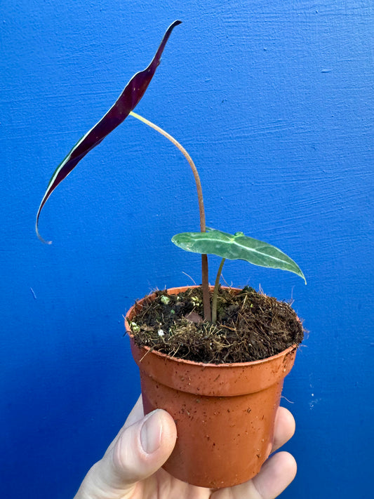Alocasia Sanderiana - Nobilis