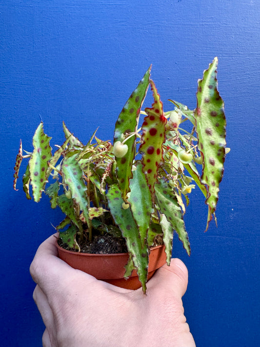 Begonia amphioxus - Rare Spotted Begonia