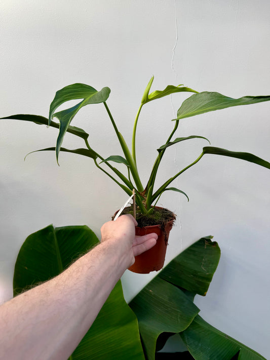 Monstera Burle Marx Flame