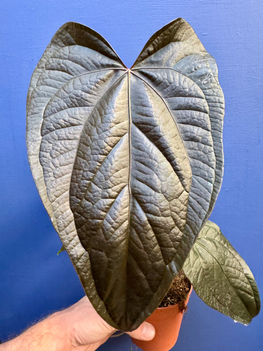 Anthurium 'Queen of Hearts'