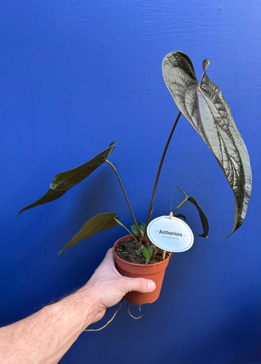 Anthurium 'Queen of Hearts'