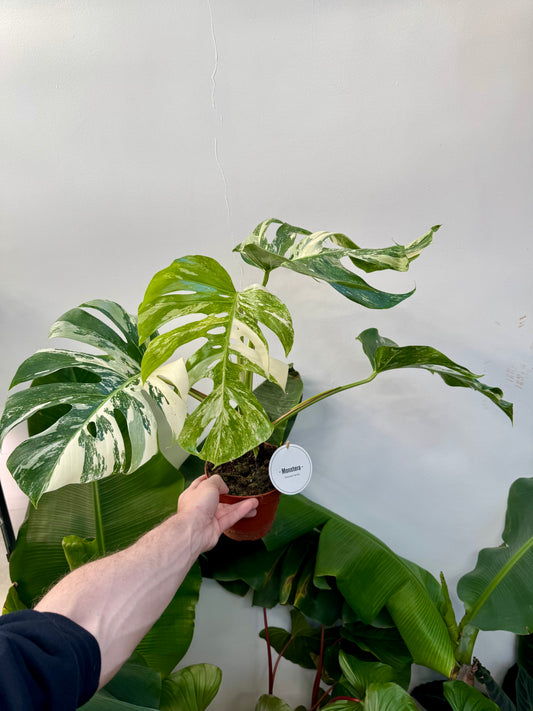 Monstera Deliciosa 'Variegata' Albo - Variegated Swiss Cheese Plant