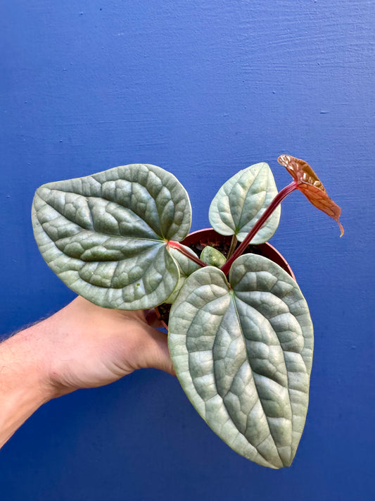 Anthurium Luxurians