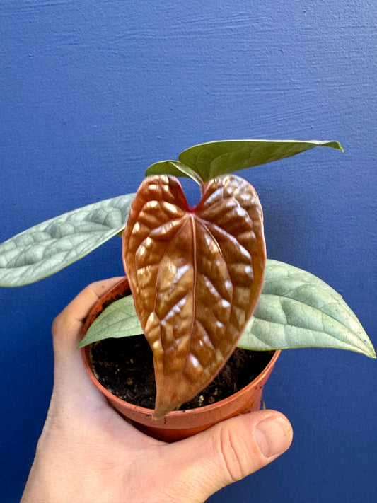 Anthurium Luxurians