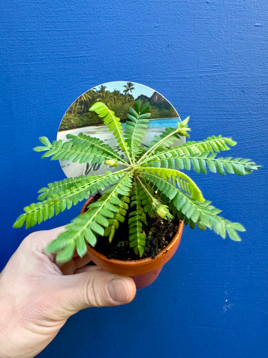 Biophytum Sensitivum - Little Tree Plant