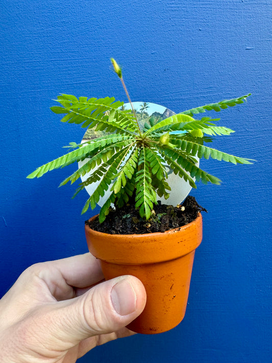 Biophytum Sensitivum - Little Tree Plant