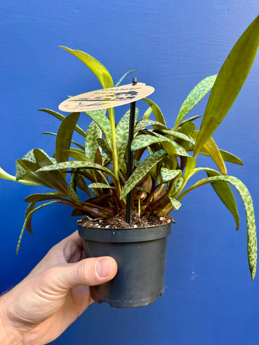 Ledebouria Socialis - Leopard Lily