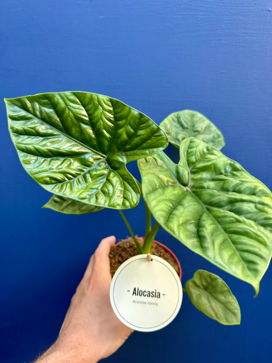 Alocasia Lukiwan