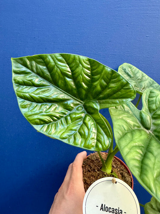 Alocasia Lukiwan