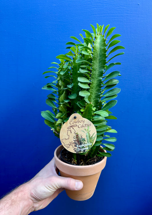 Euphorbia Trigona - African Milk Tree