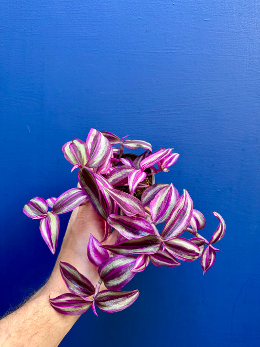 Tradescantia 'Pink Paradise' - Pink Inch Plant