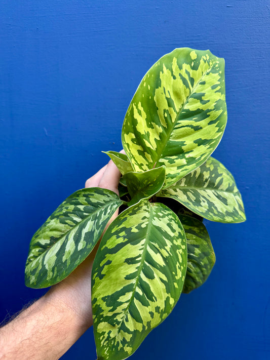 Homalomena / Adelonema Wallisii Camouflage