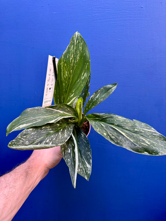 Kaempferia Pulchra 'Marble Variegata' - Marbled Peacock Ginger