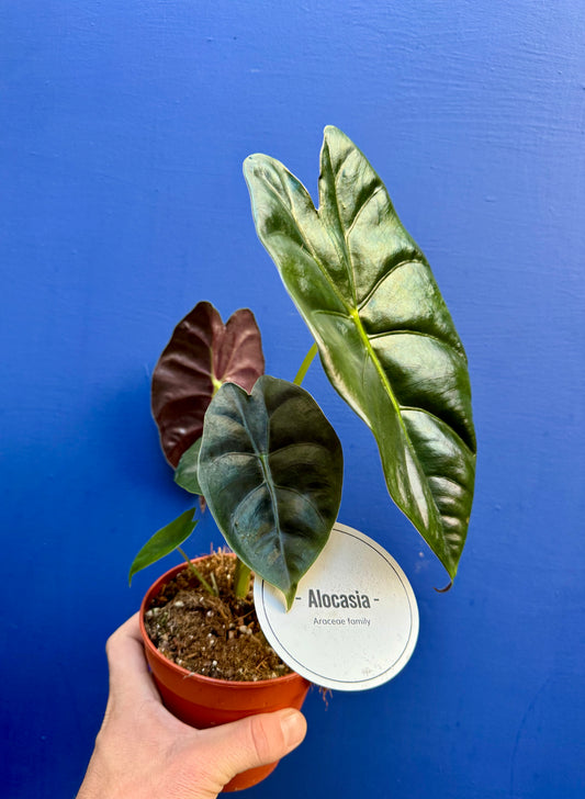 Alocasia Golden Bone