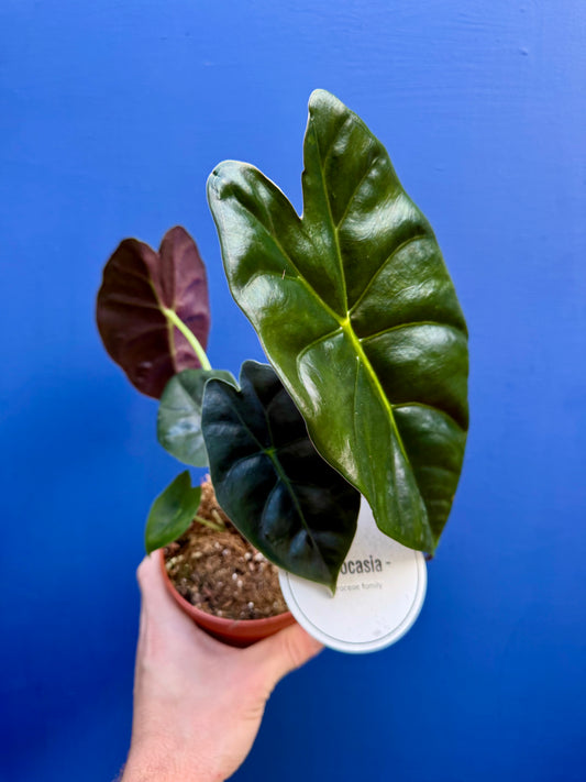 Alocasia Golden Bone