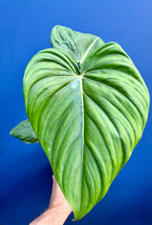 Philodendron 'Dean McDowell'