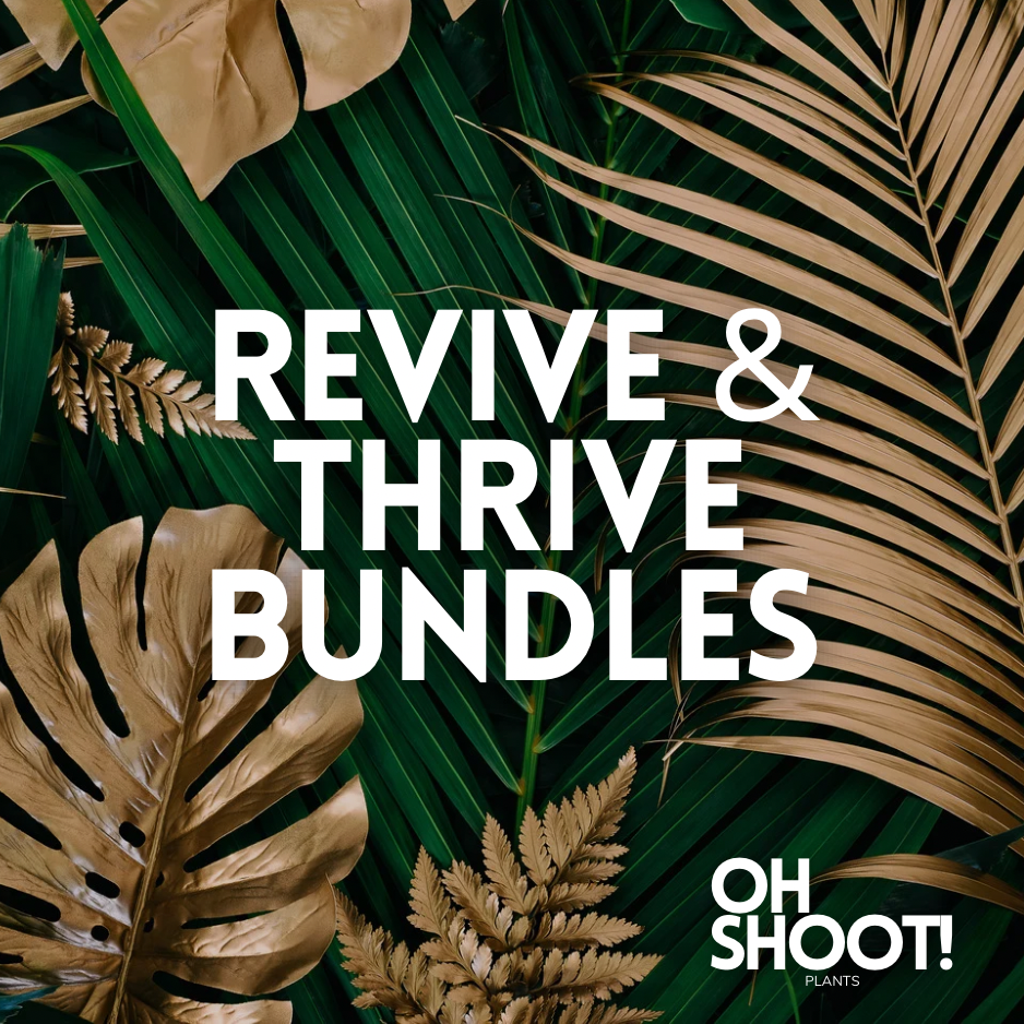 Revive & Thrive Bundle - 4 Mystery TLC Plants