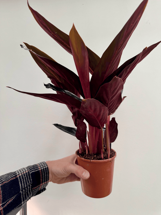 Stromanthe Sanguinea Stripestar