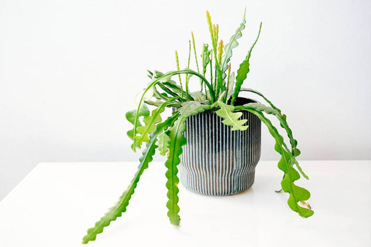 The Almost Unkillables: Your Key to Effortless Houseplant Parenting - Oh Shoot! Plants