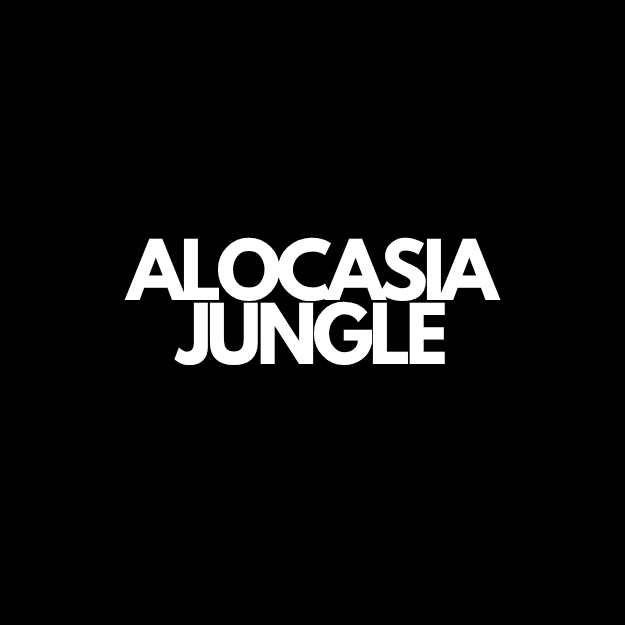 Alocasia houseplants at Oh Shoot Plants