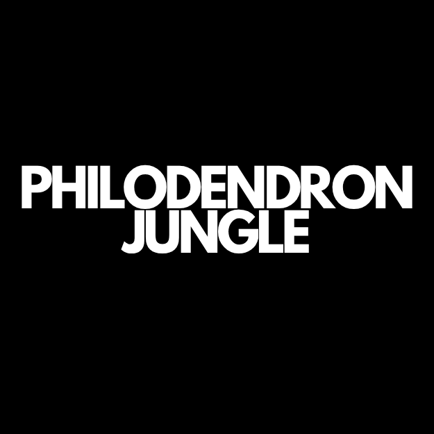 Philodendron houseplants at Oh Shoot Plants