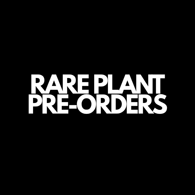 Rare Plant Pre-Orders | Pre-Order Rare Houseplants