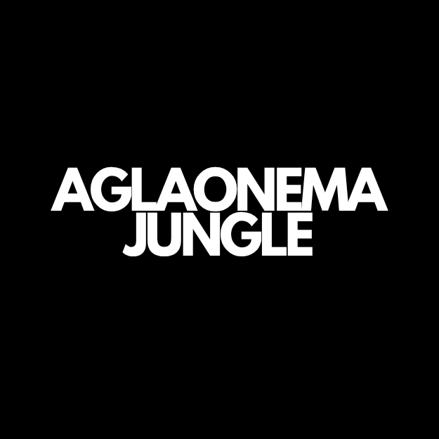 Aglaonema houseplants at Oh Shoot Plants