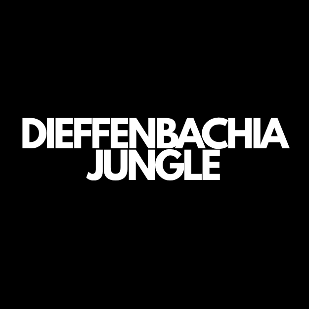 Dieffenbachia | Dumb Cane Houseplants