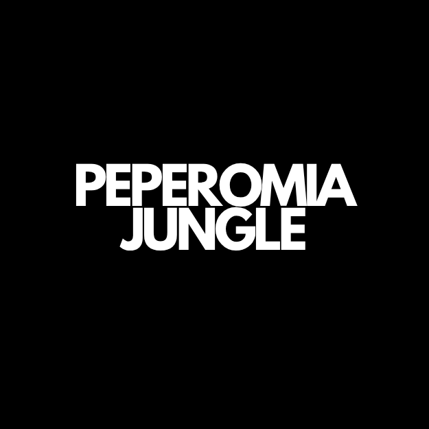 Peperomia