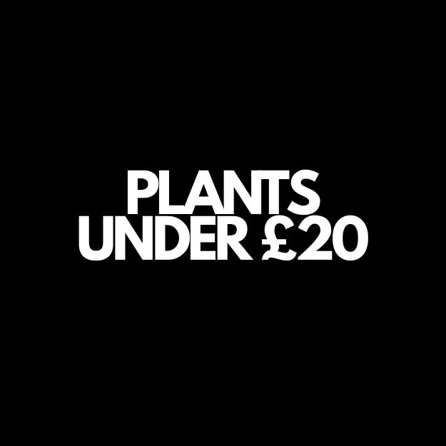 Affordable houseplants under £20